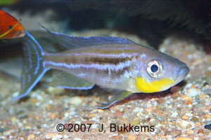 Benthochromis tricoti, Blue & Gold Streak Benthochromis, Giant