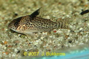 Corydoras_punctatus.jpg