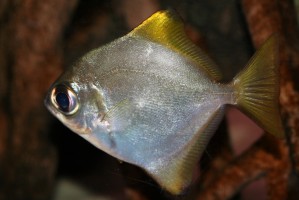 butter bream